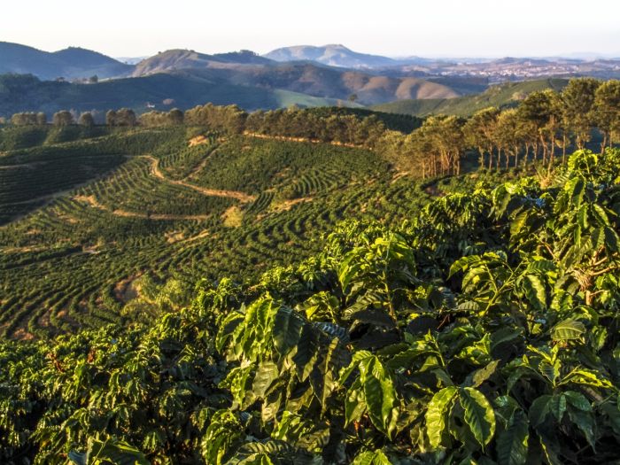 Brazil coffee beans hotsell