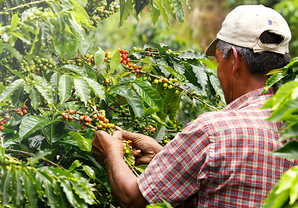 Fairtrade Coffee